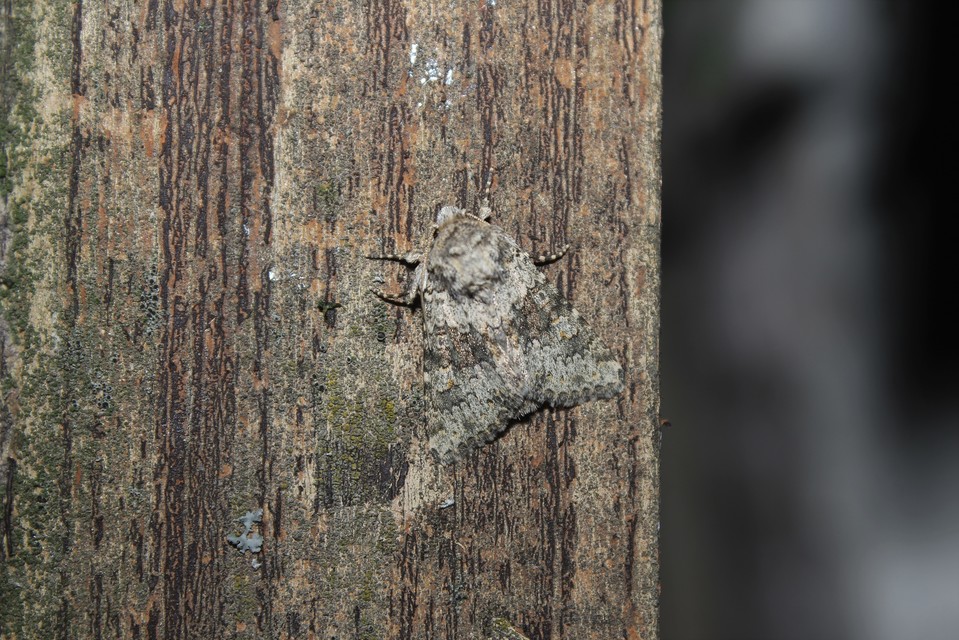 Hecatera dysodea - parajbagoly