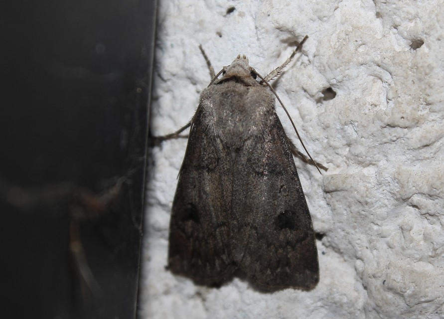 Agrotis cinerea - szürkés földibagoly