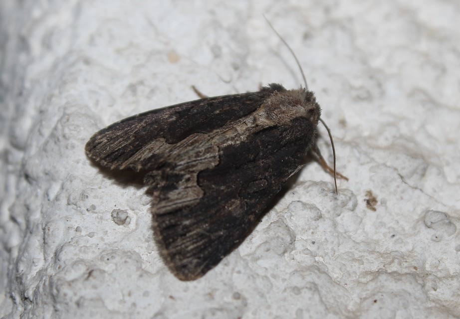 Dypterygia scabriuscula - szurokbarna nyáribagoly