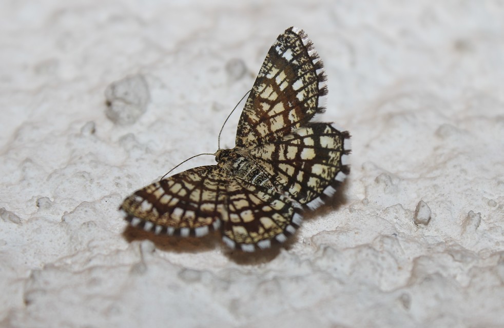 Chiasmia clathrata - rácsos rétiaraszoló
