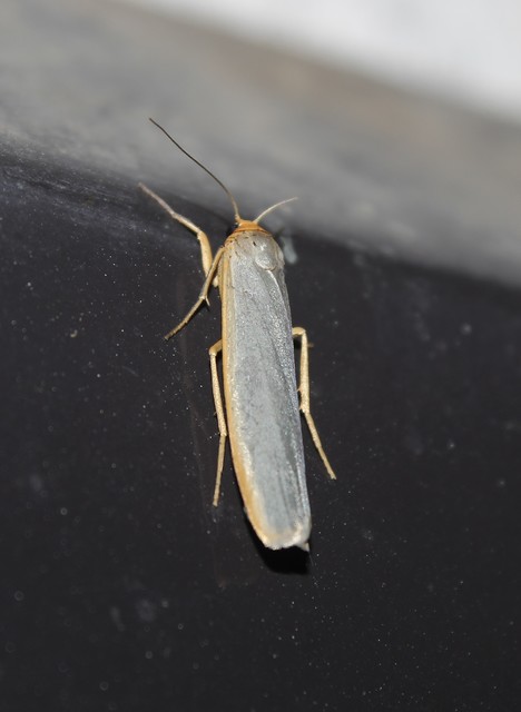 Eilema complana - közönséges zuzmószövő