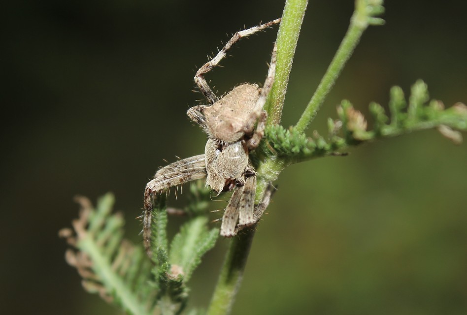 Araneus circe/angulatus