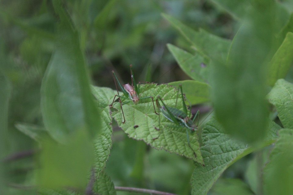 Leptophyes albovittata - közönséges virágszöcske