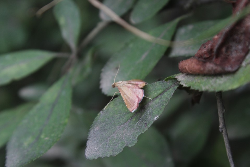 Endotricha flammealis - tüzesszárnyú fényilonca