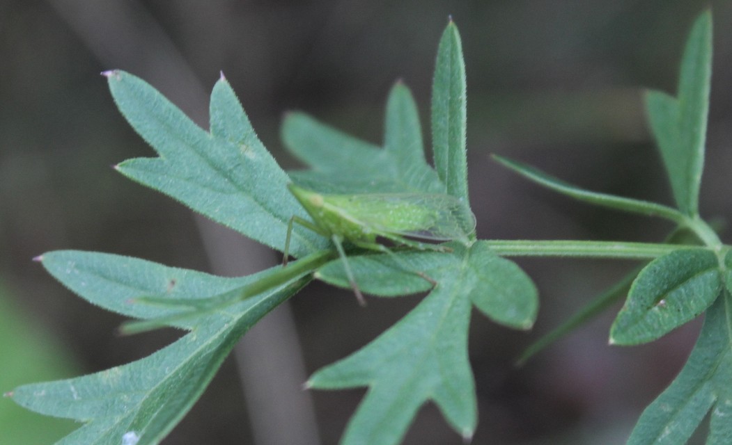 Dictyophara europaea
