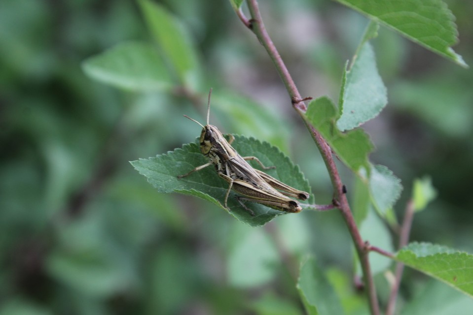 Pseudochorthippus parallelus - közönséges rétisáska