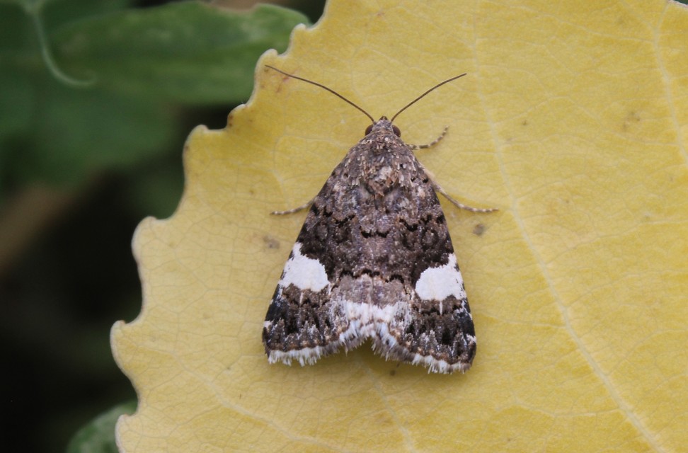 Tyta luctuosa - fekete nappalibagoly