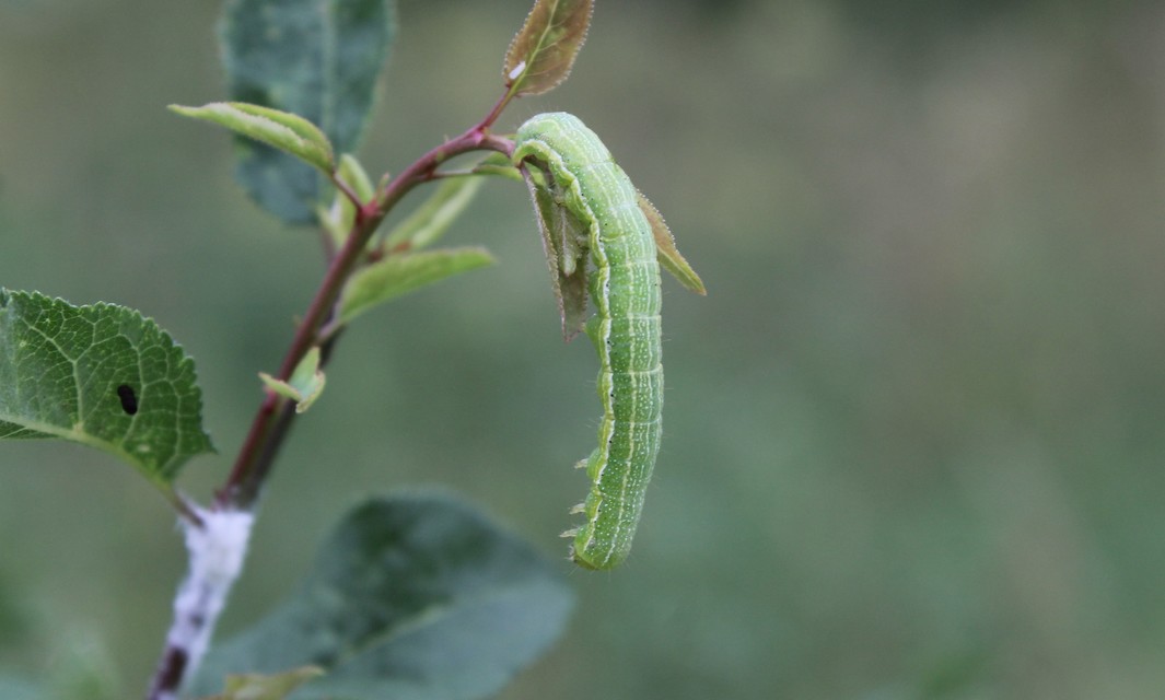 Pyrrhia umbra - iglicebagoly