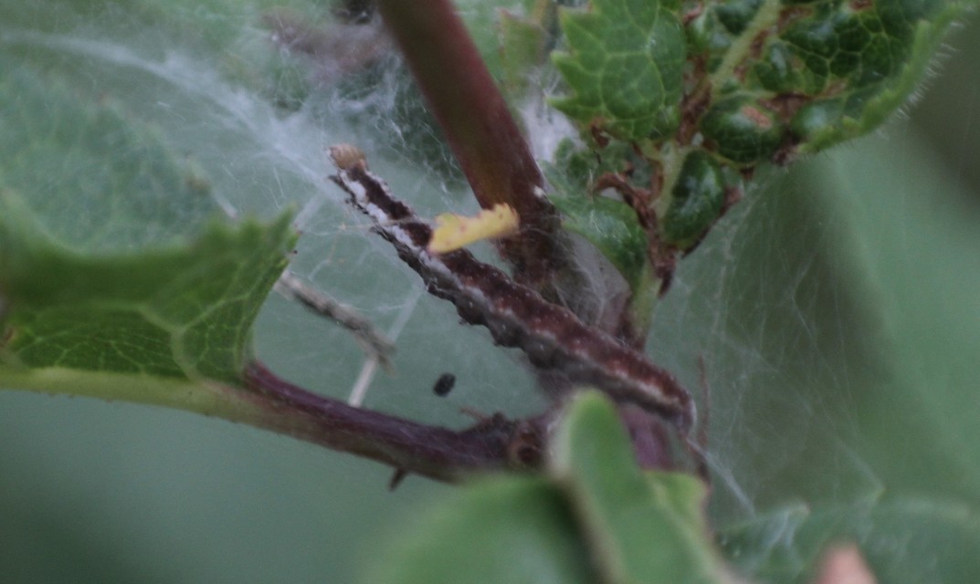 Scythropia crataegella - galagonya-pókhálósmoly