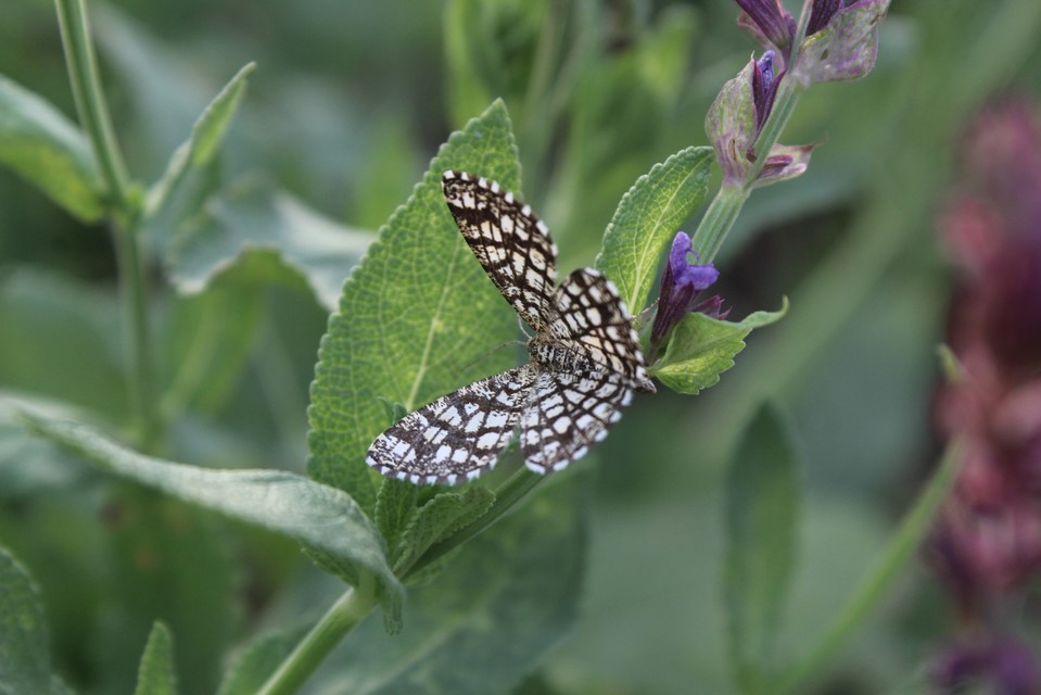 Chiasmia clathrata - rácsos rétiaraszoló
