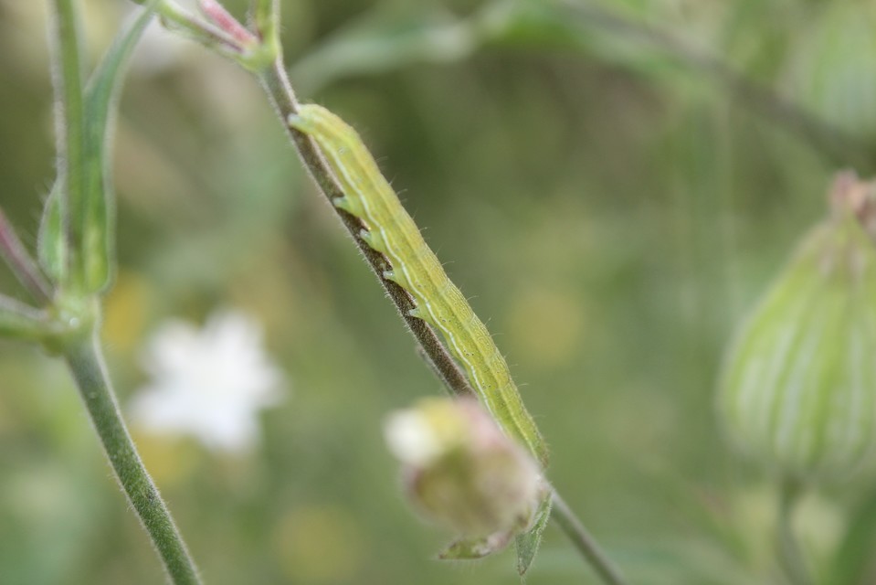 Heliothis