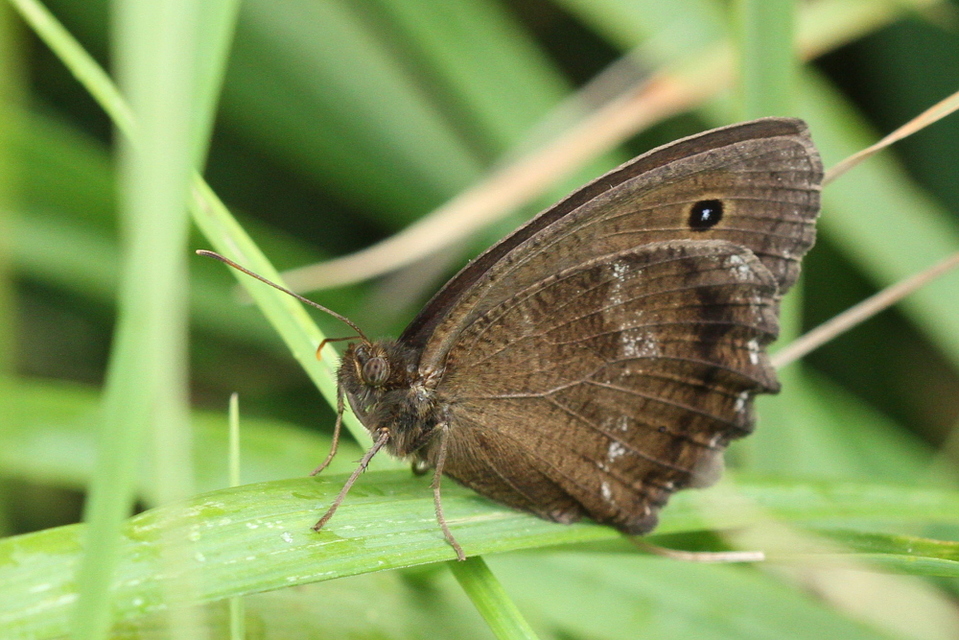 Minois dryas - fekete szemeslepke