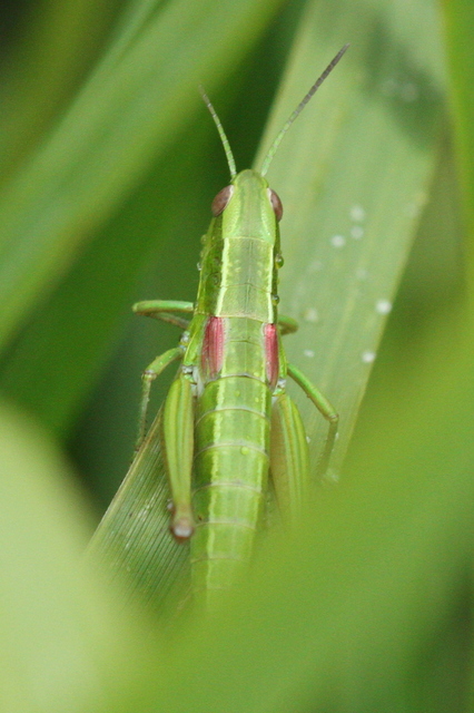 Euthystira brachyptera - smaragdzöld sáska