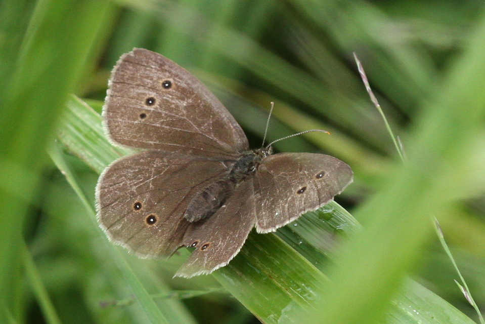 Aphantopus hyperanthus - közönséges ökörszemlepke