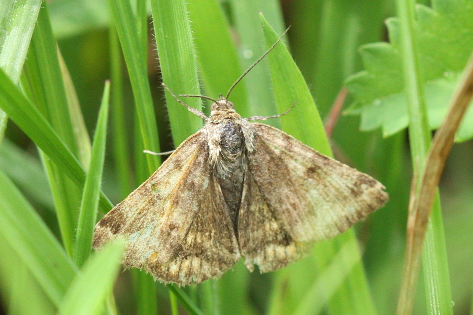 Euclidia glyphica - közönséges nappalibagoly