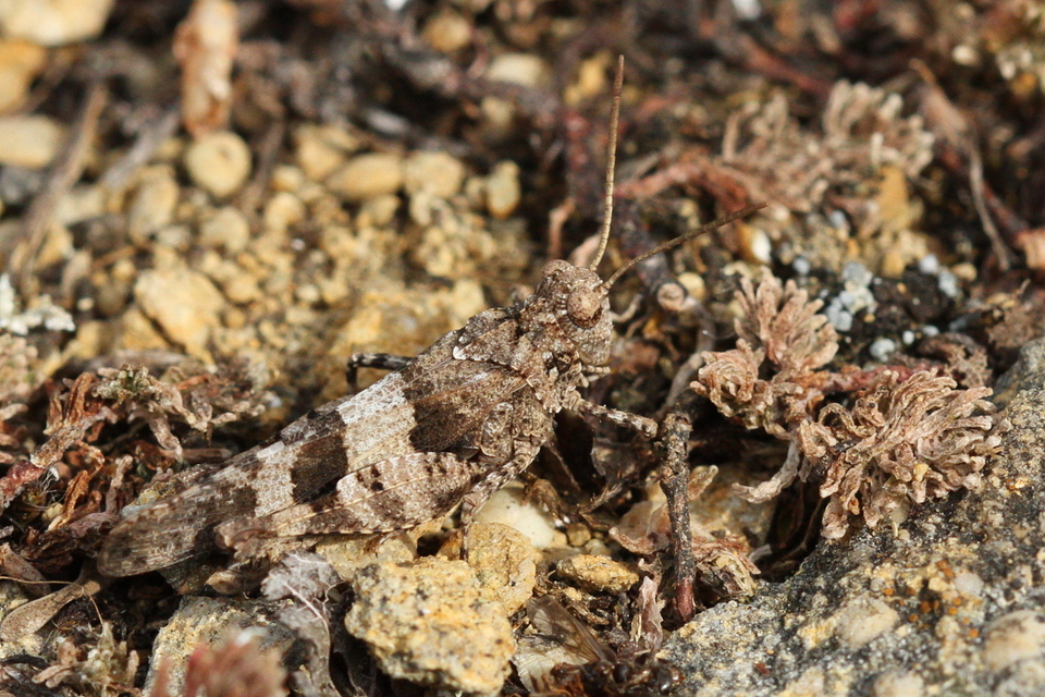 Oedipoda caerulescens - kékszárnyú sáska