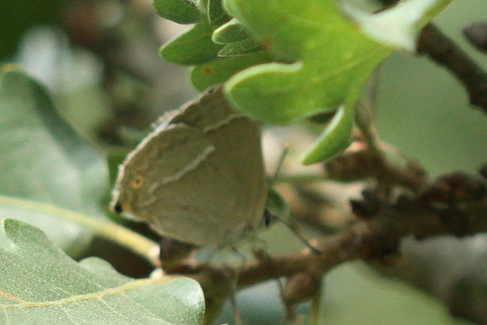 Neozephyrus quercus - tölgyfalepke