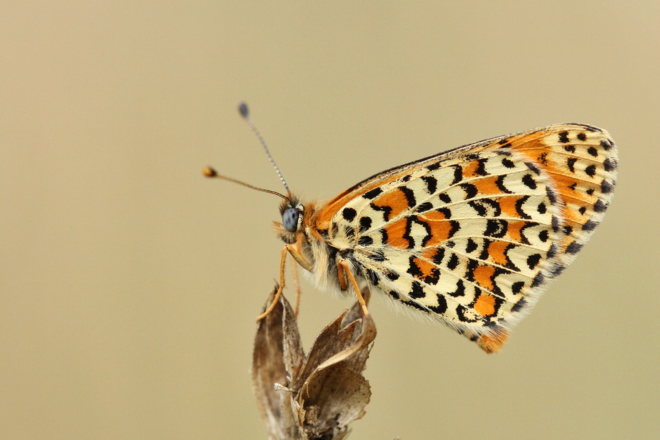 Melitaea trivia - kis tarkalepke