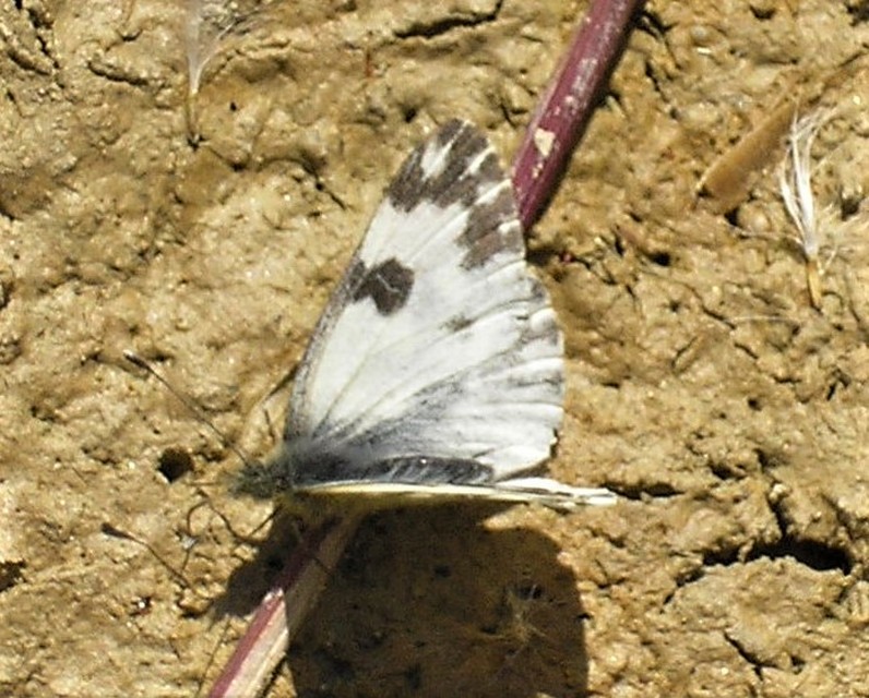 Pontia edusa - rezedalepke