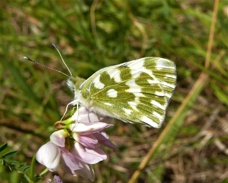 Pontia edusa - rezedalepke