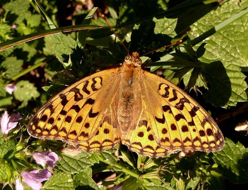 Argynnis adippe - ezüstös gyöngyházlepke