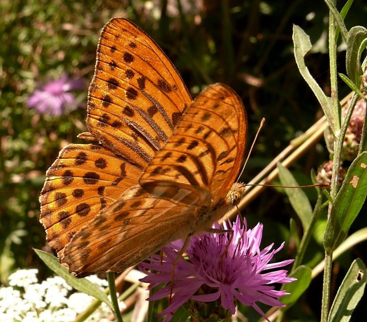 Argynnis paphia - nagy gyöngyházlepke