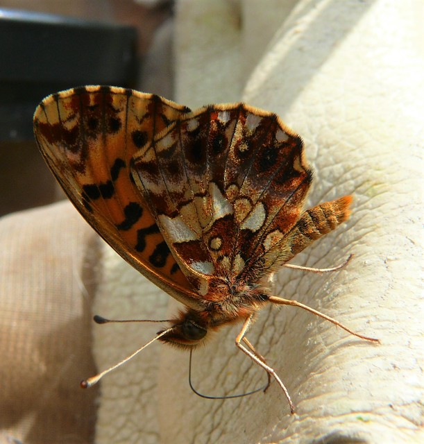 Boloria dia - kis gyöngyházlepke