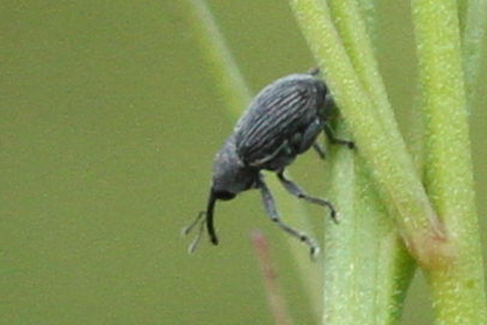 Miarus