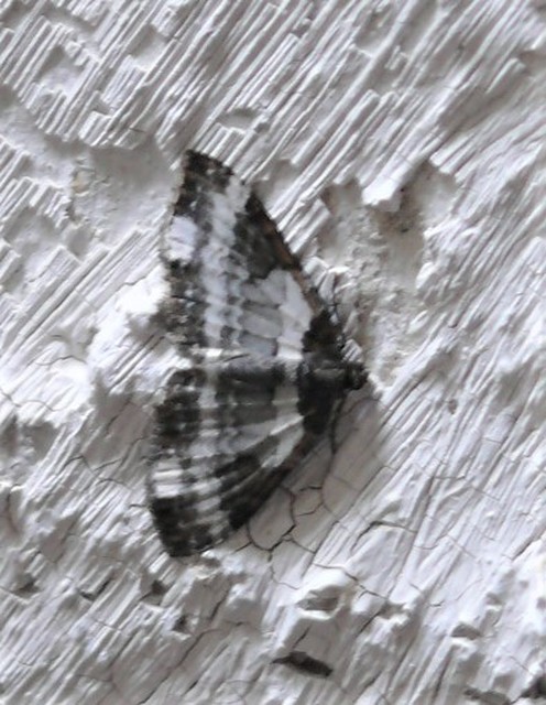 Melanthia procellata - hullámos tarkaaraszoló