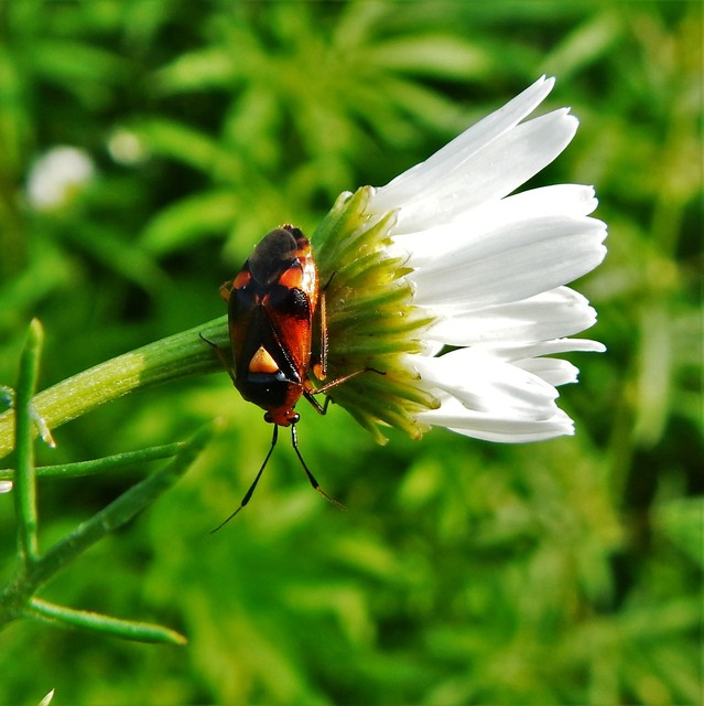 Deraeocoris ruber - vöröses mezeipoloska