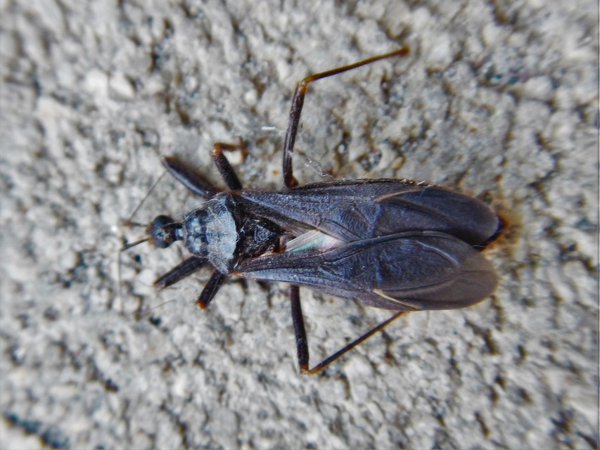 Reduvius personatus - szemetes zugpoloska