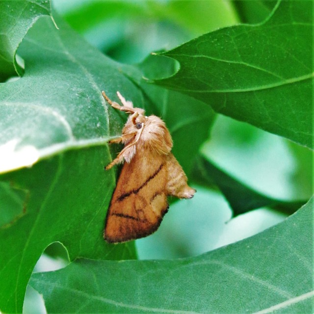 Apoda limacodes - kagylólepke
