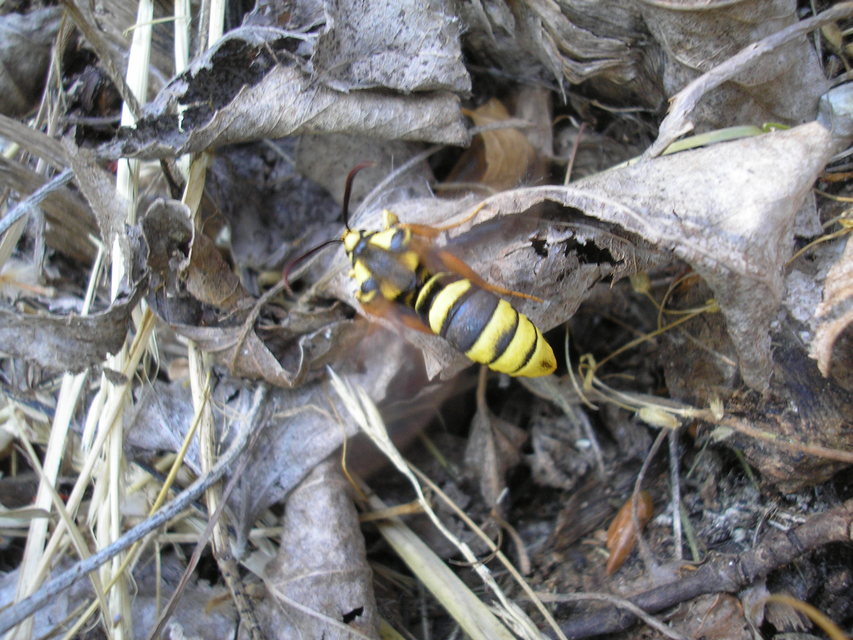 Sesia apiformis - darázslepke
