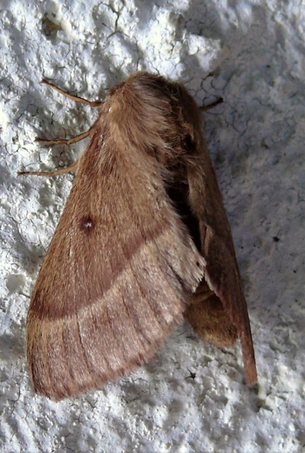Lasiocampa trifolii - lóhereszövő