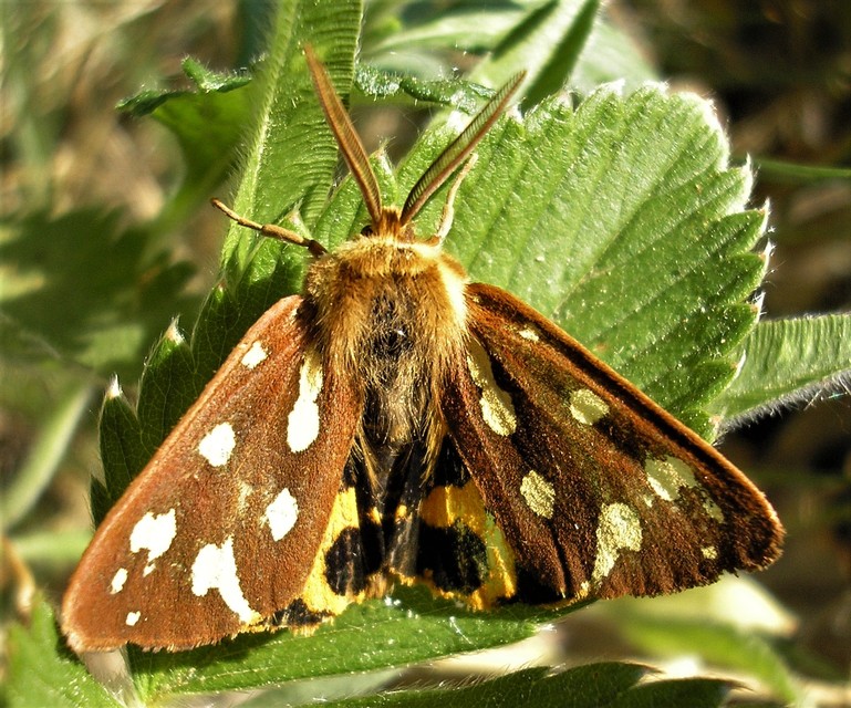 Hyphoraia aulica - barna medvelepke