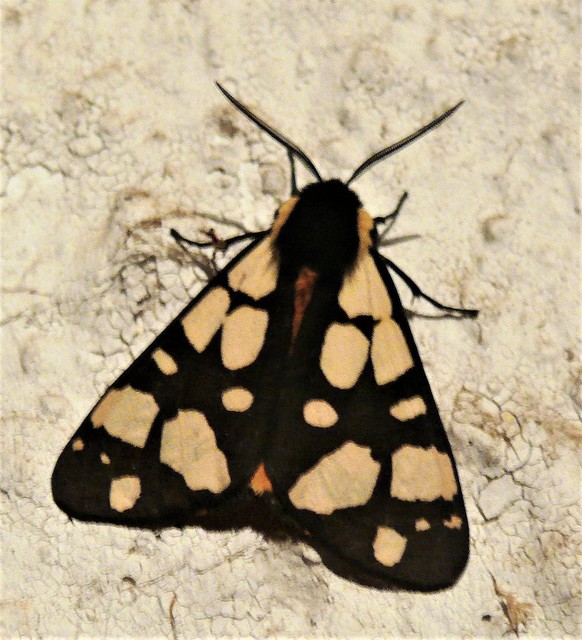 Arctia villica - fekete medvelepke