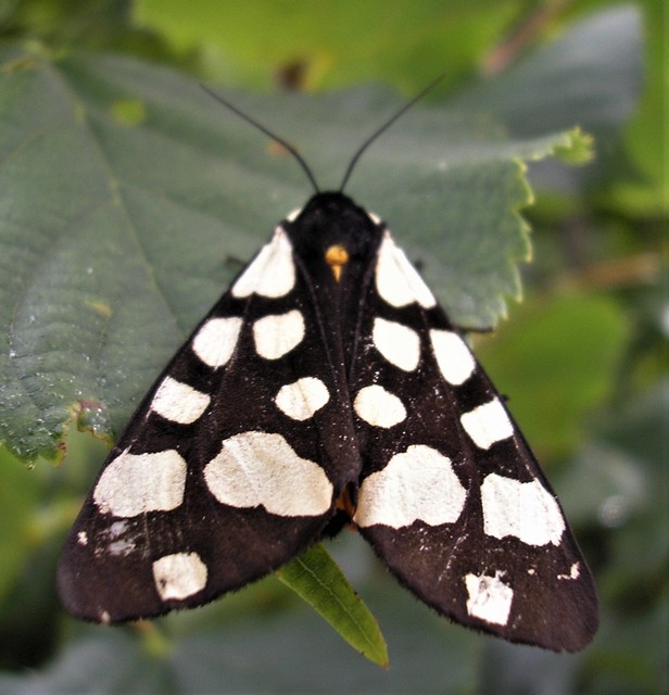 Arctia villica - fekete medvelepke