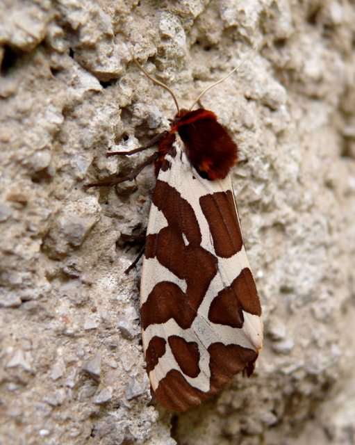 Arctia caja - közönséges medvelepke