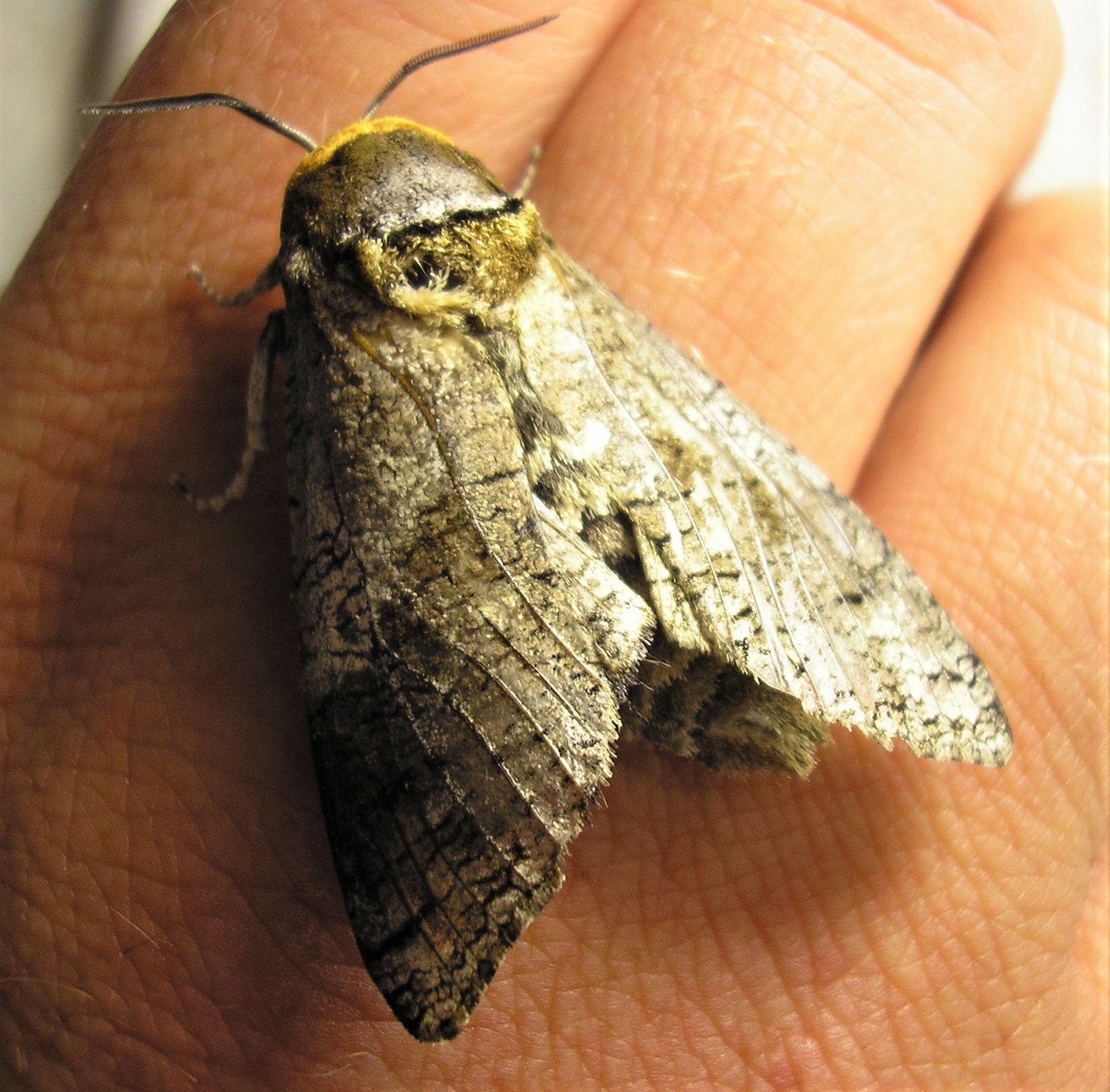 Cossus cossus - fűzfarontólepke