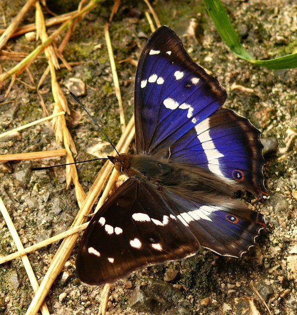 Apatura iris - nagy színjátszólepke