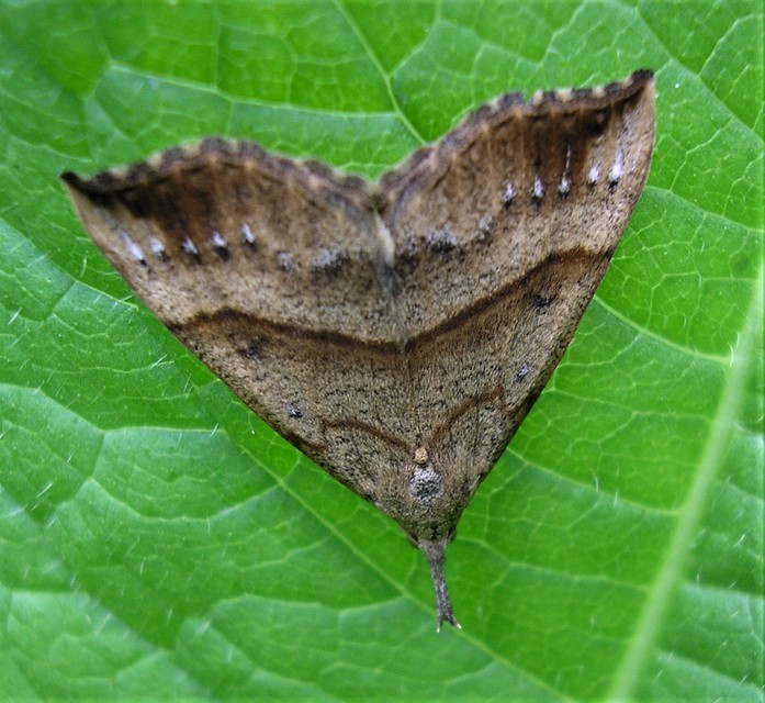 Hypena proboscidalis - ormányos karcsúbagoly