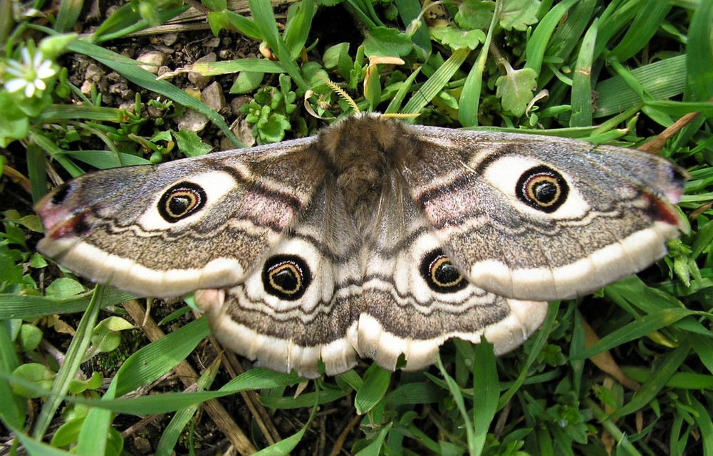 Saturnia pavoniella/pavonia