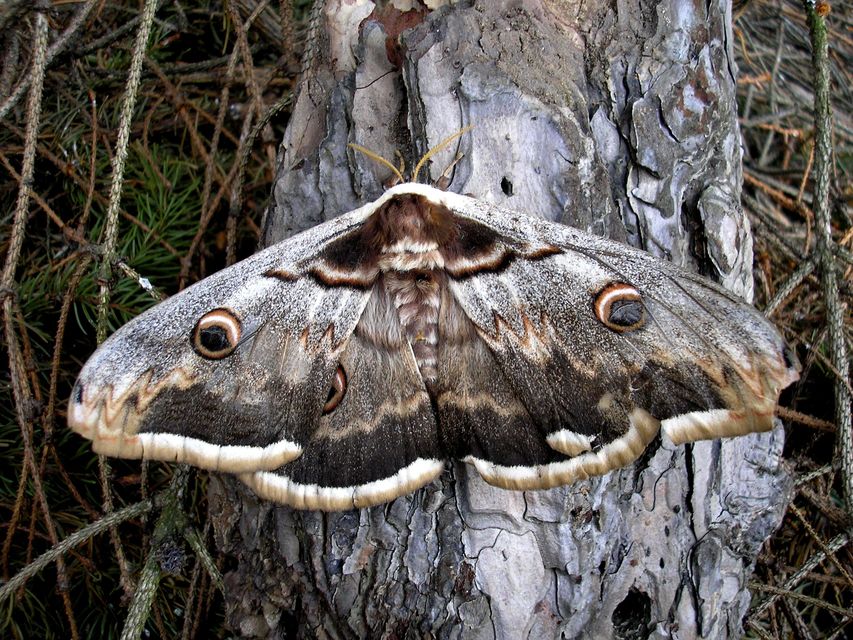 Saturnia pyri - nagy pávaszem