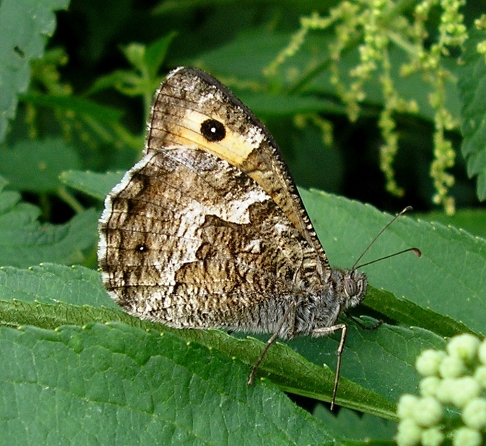 Hipparchia semele - barna szemeslepke