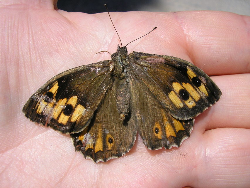 Hipparchia semele - barna szemeslepke