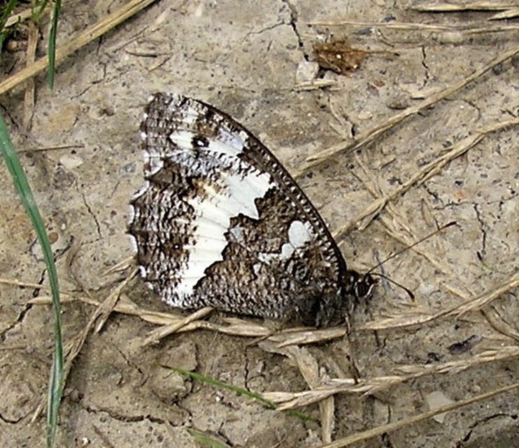 Brintesia circe - fehéröves szemeslepke