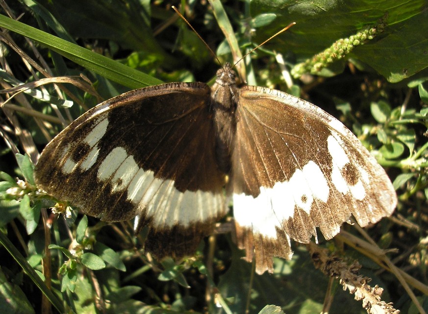 Brintesia circe - fehéröves szemeslepke