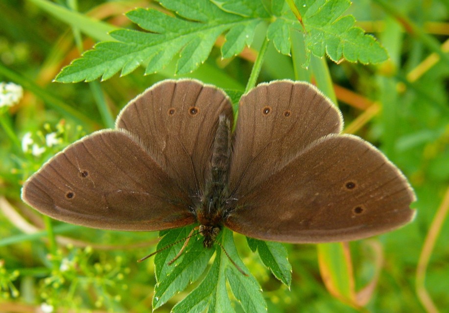 Aphantopus hyperanthus - közönséges ökörszemlepke