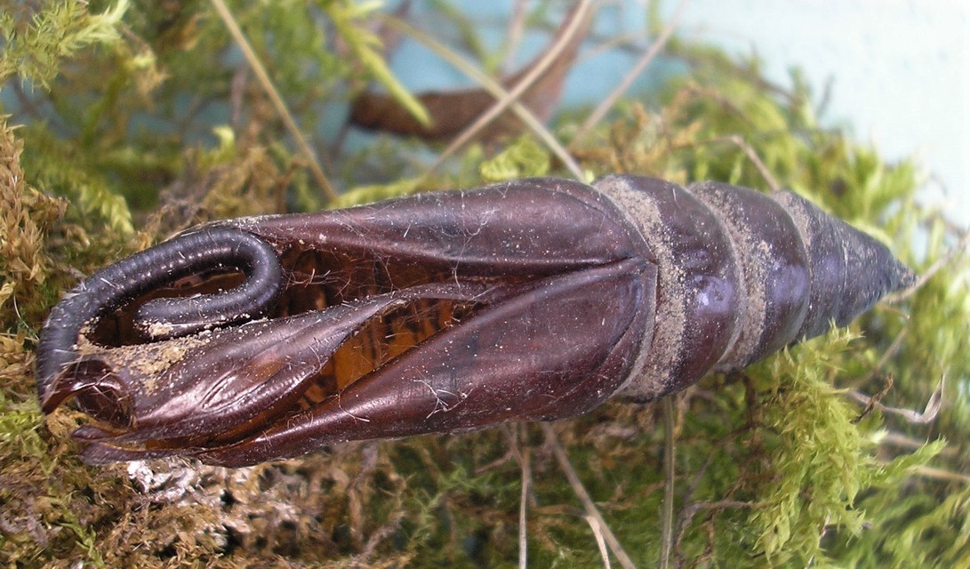 Agrius convolvuli - szulákszender