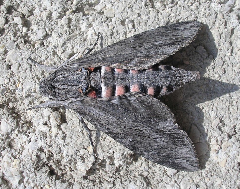 Agrius convolvuli - szulákszender